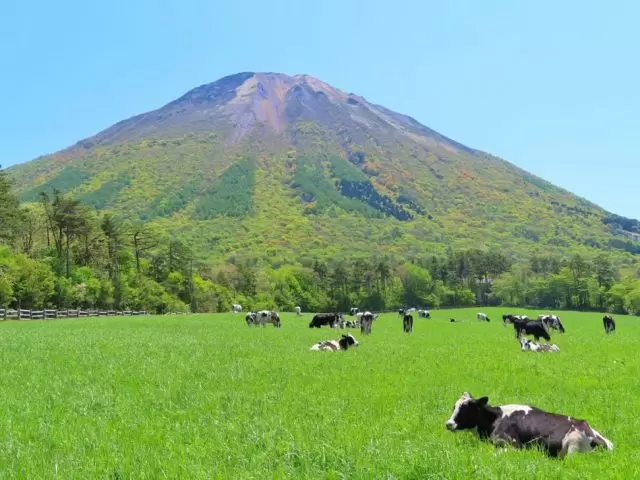 大山放牧場では牛と触れ合おう!大山は四季折々の景色が楽しめます!