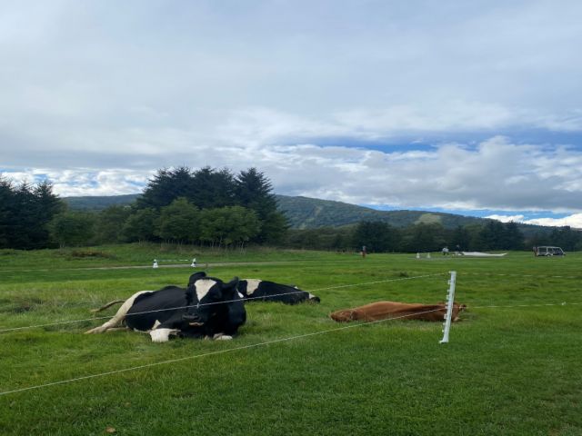 ジャージー牛もすぐそばに！？