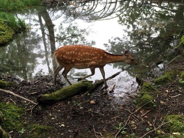 自然がいっぱい、鹿やキツネなども至近距離で見られるかも！？