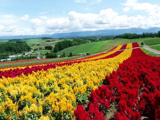 周辺エリアは有名な観光地が沢山ありますよ(^O^)／