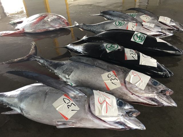 生鮮マグロの水揚げ日本一『勝浦漁港』
