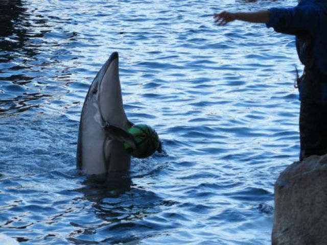 城崎マリンワールドも車でいける範囲に！
アジ釣り体験をぜひ！！天ぷらにして食べれます！