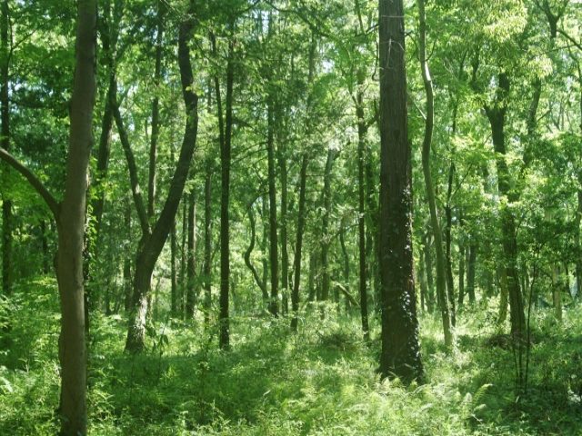 自然に囲まれたグランピング施設でのお仕事です。