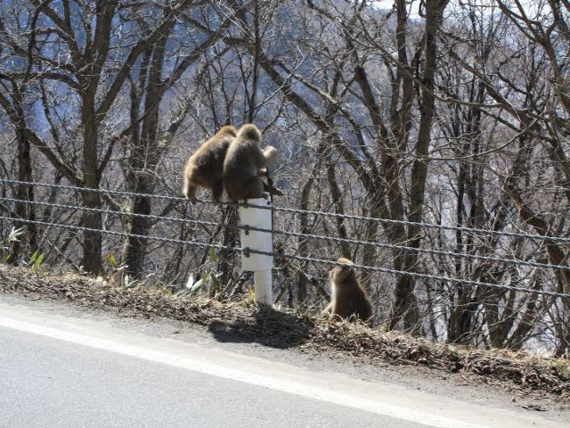 身近にお猿さんが見れちゃう自然が身近な環境です♪