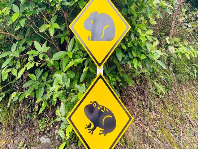 奄美大島には色々な動物がいます。