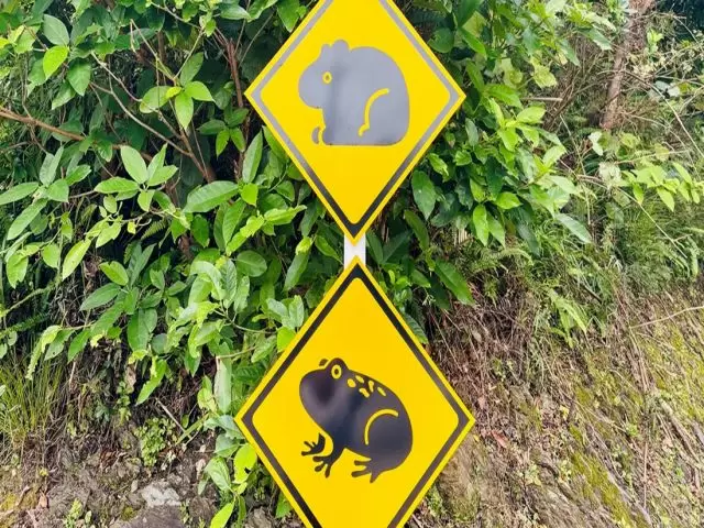 奄美大島には色々な動物がいます。