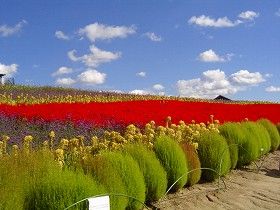 夏の富良野といえば花畑！