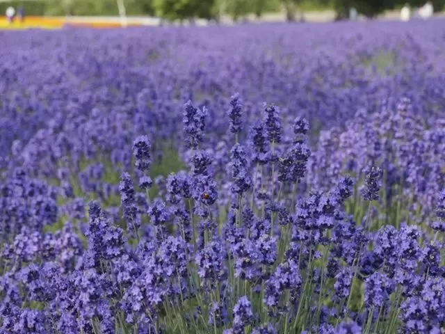 北海道随一の観光地・富良野エリアは魅力満点ですよ(^^)/