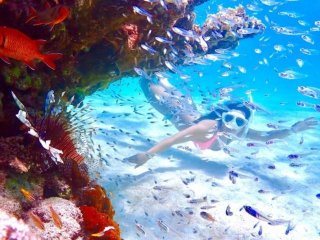 【石垣移住希望者必見!!】石垣島をアクティブに学べる環境です★