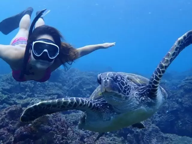 ウミガメにも会えます!!!