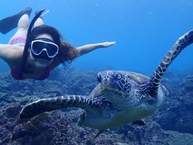 ウミガメにも会えます!!!