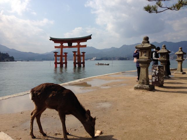 鹿もいますよ
