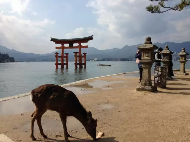 鹿もいますよ