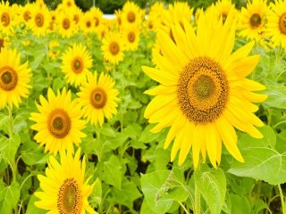 【屋久島】のんびり島ライフを過ごしながらのお仕事です！