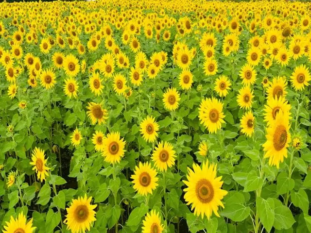 色んな所で夏を感じることができますよ。