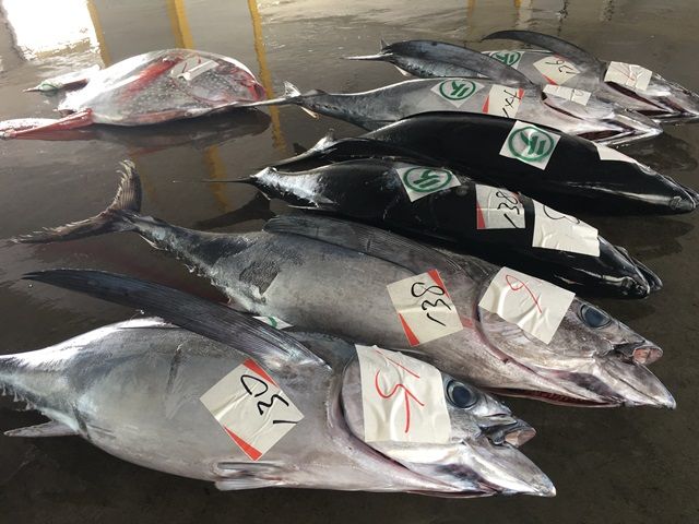 寮は、まぐろの町にあります！