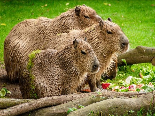 カピバラが有名なぐらんぱる公園も徒歩10分！！