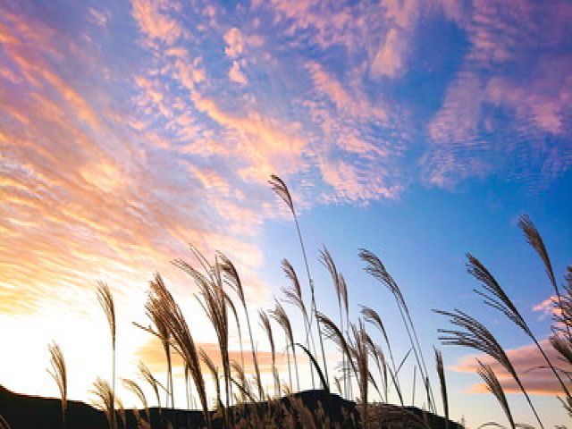 仙石原高原はすぐ近く！