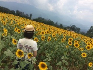 【ニセコ】レストランのレセプション業務！夏の北海道を満喫しつつ、英語も活かせる♪