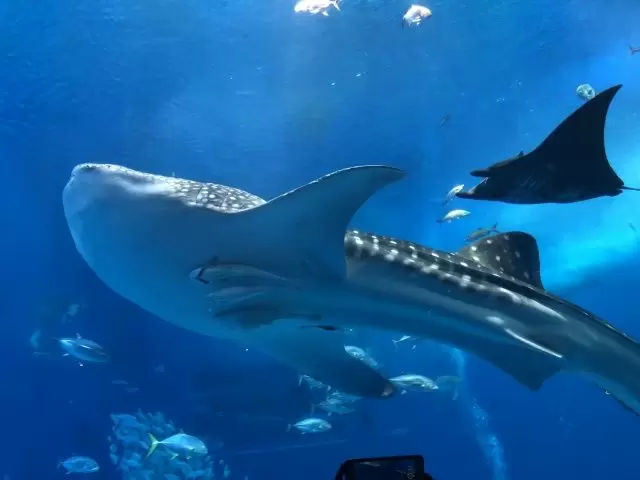 近くには美ら海水族館やオープンしたてのテーマパークも行きやすい!!!