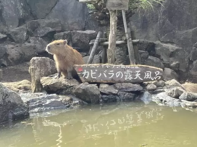 ◇近隣にある『シャボテン公園』には、カピバラさんもいます◇