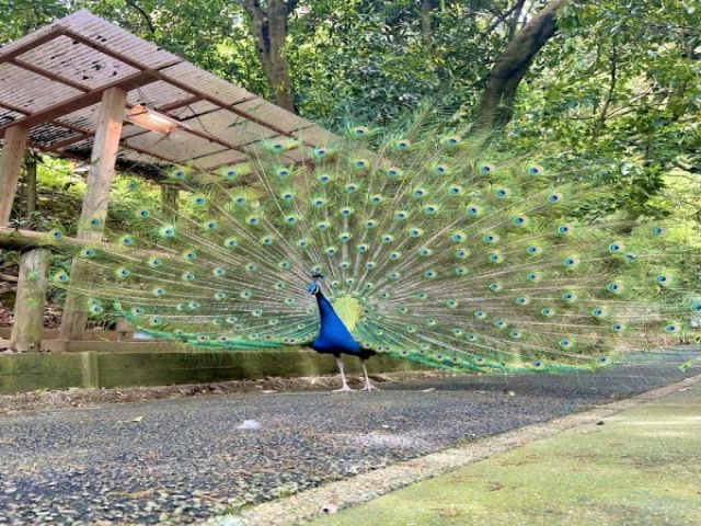 ◇レジャー施設からたまにクジャクが遊びに来るみたいです。人間慣れしているので安心！◇