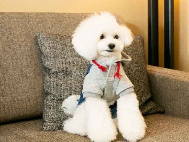 ～愛犬も泊まれるホテルだから犬好きにもおすすめ～
※清掃時アレルギーの方は注意です！