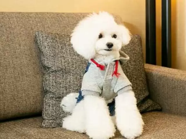 ～愛犬も泊まれるホテルだから犬好きにもおすすめ～
※清掃時アレルギーの方は注意です！