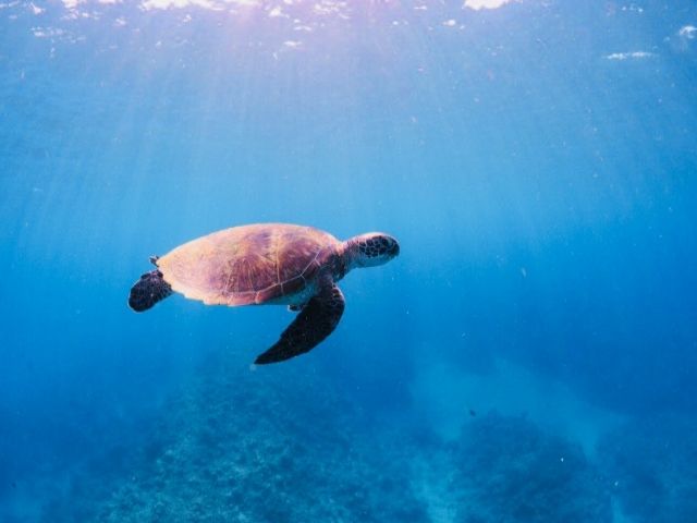 休日はウミガメ観察♪
産卵シーズンで多くのウミガメに出会えるかも！？