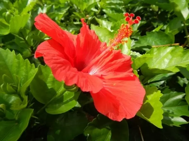 離島での生活を体験してみませんか?