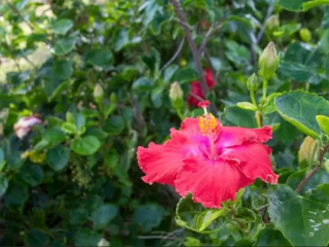 本島在住の方おススメ☆