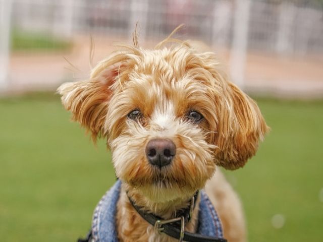 ワンちゃん連れのお客様が集まるリゾートホテルです！