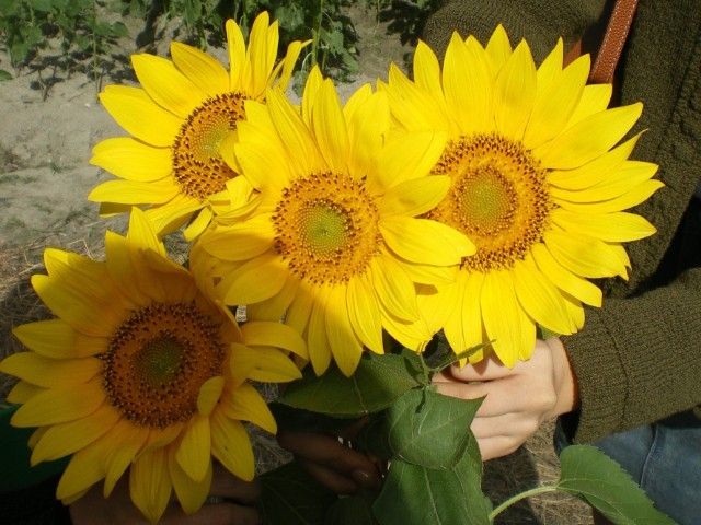 淡路島は離島ながらアクセスが良く、大人気の観光地です！