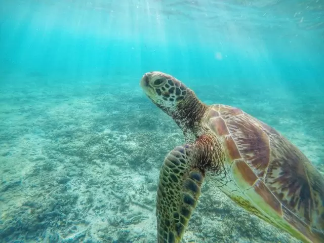 休日はウミガメ観察♪
産卵シーズンで多くのウミガメに出会えるかも!?