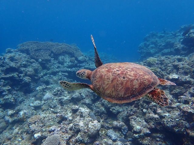 ウミガメも見れるくらい透明な海を是非体感してください★☆