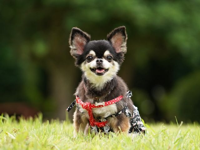 ワンちゃんも泊まれるリゾートホテル！