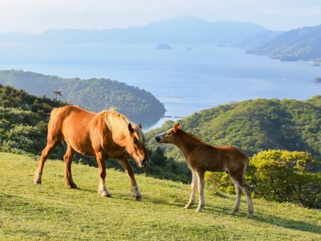 隠岐の島へ住民票を移すと、船の島民割引が利用可能。近隣島へのアクセスしやすくなります。