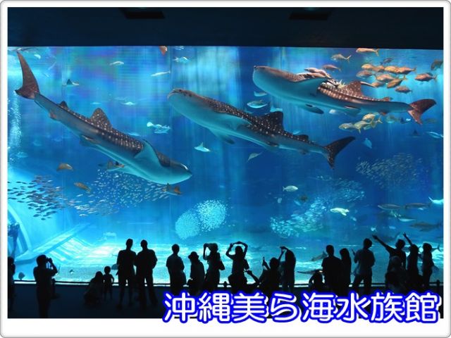 あの、美ら海水族館です