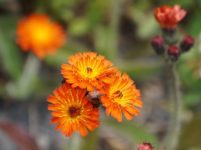 広大な自然が織りなす景色溢れる富良野に住んでみませんか？