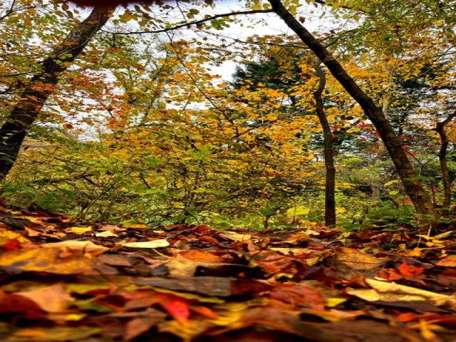 お休みの日にお散歩も良いですね