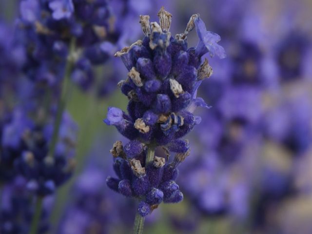 憧れの富良野に来てみませんか？