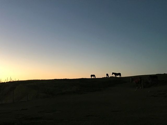 与那国馬と分類される馬が放牧されております。近くで見ることや触ることもできるんです！