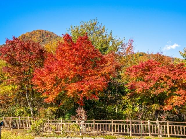 秋の栃木はなんといっても紅葉が見どころ！