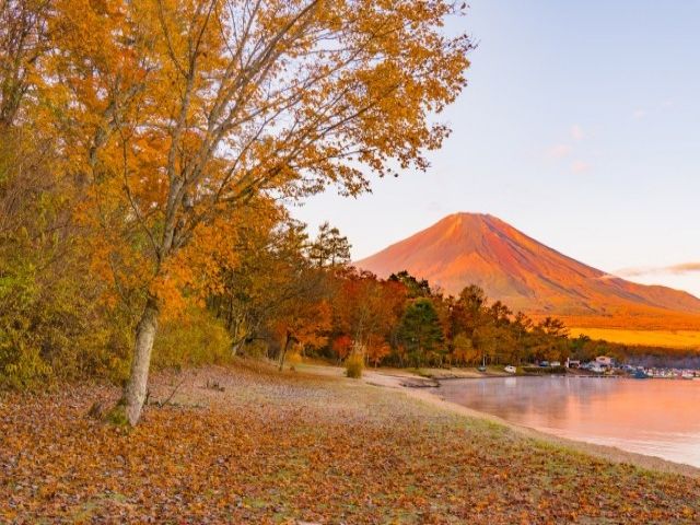 山中湖の紅葉シーズンは夕焼けが富士山に照らされてまさに絶景です！
