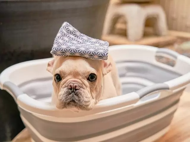 わんちゃんと泊まれる旅館