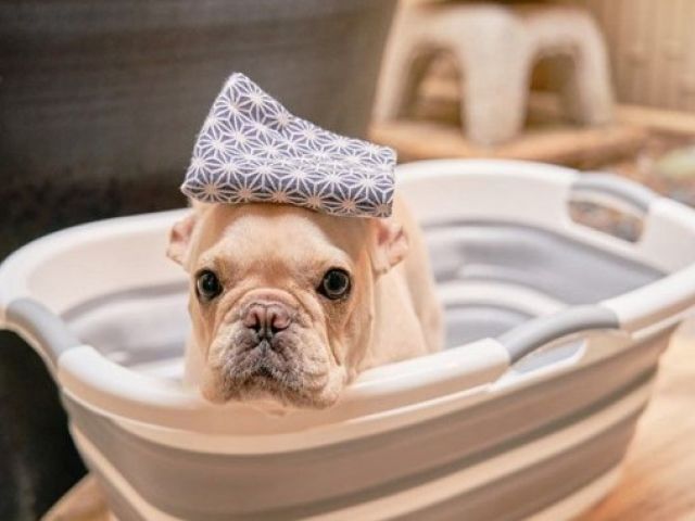 わんちゃんと泊まれるホテルです！