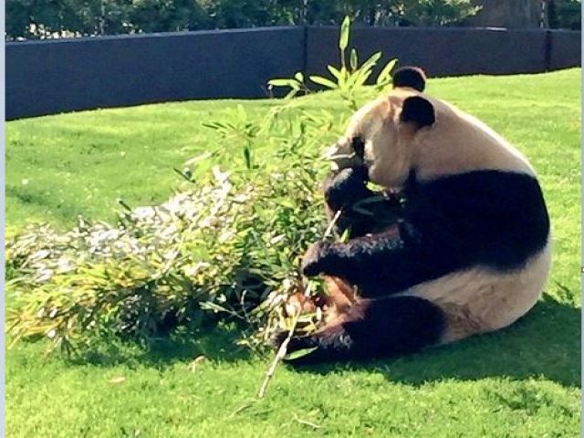 アドベンチャーワールドではジャイアントパンダを見れます！
観光にも行ってみてください！？