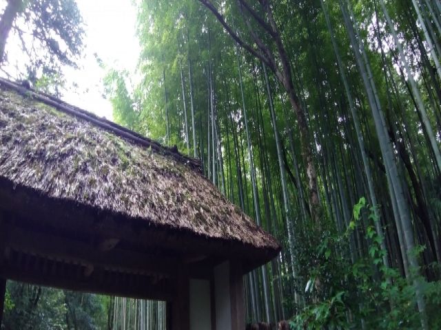 御殿場には竹林も！中にはおしゃれなカフェもあり、癒される空間です！