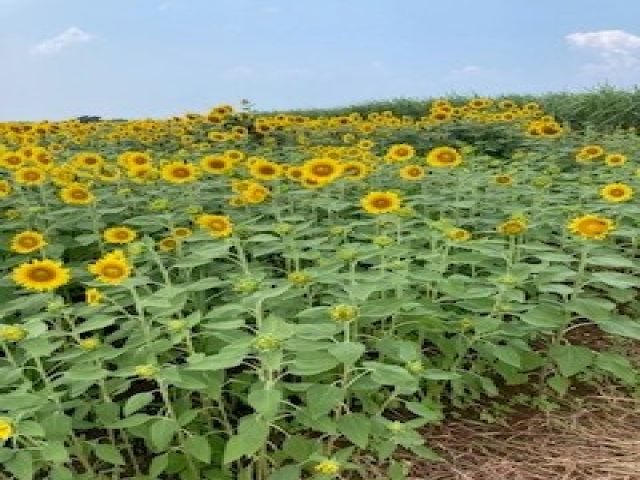 夏の宮古島では向日葵も見れちゃいます！！