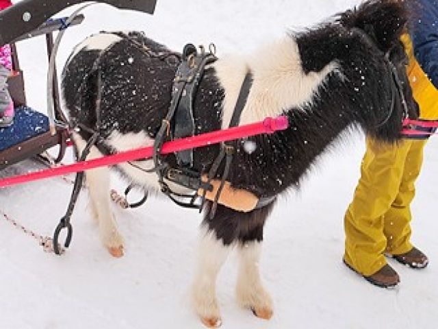 園内には動物もたくさんいます！ちょっとした休憩時間に癒されてもいいかも？